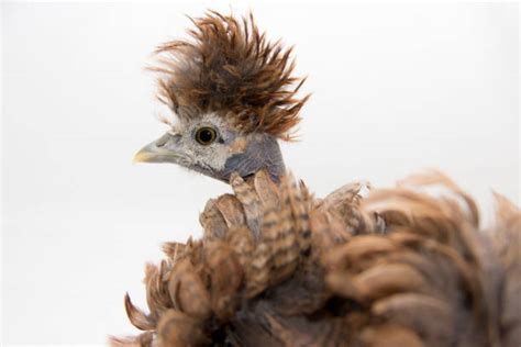 250 Pollo Frizzle Fotografías De Stock Fotos E Imágenes Libres De Derechos Istock