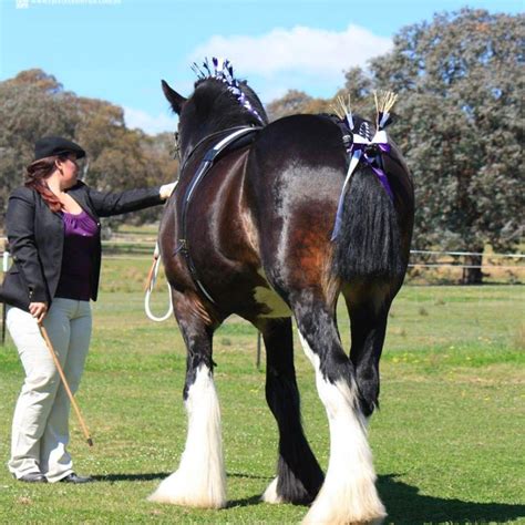 Discover Shire Horse Breed: Beauty In Strength