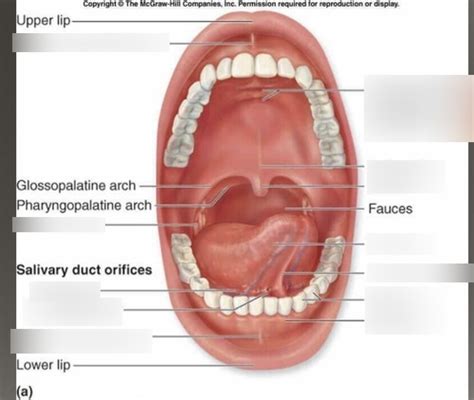 BI 242 Lab 9 Image 31 Oral Cavity And Salivary Glands Diagram Quizlet