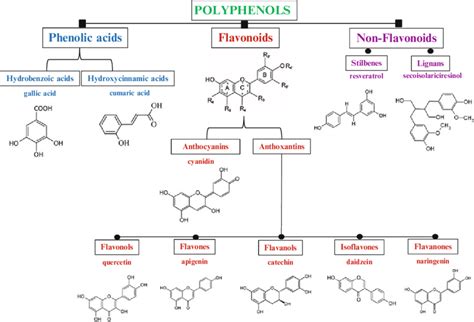 5 Schematic Classification Of Polyphenols Download Scientific Diagram