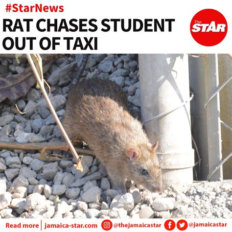 Jamaica Star On Twitter Starnews A Menacing Rat Reportedly Chased A