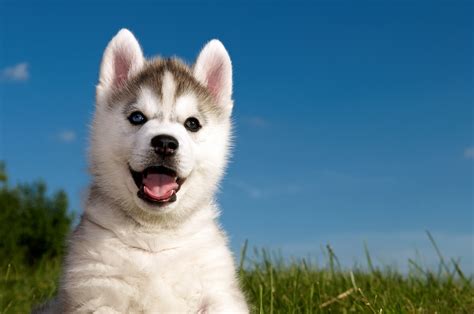 4k Dogs Husky Puppy Hd Wallpaper Rare Gallery