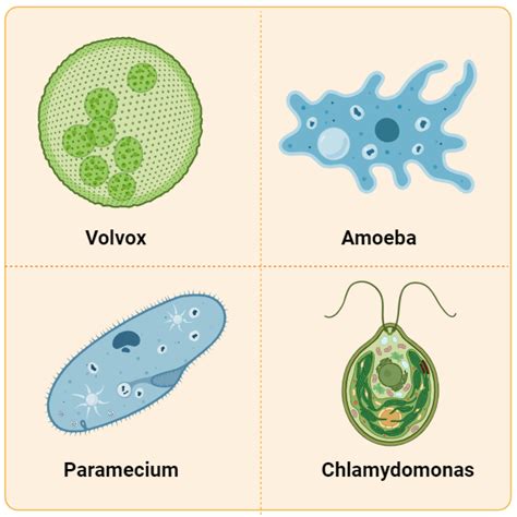 Characteristics of protists kingdom – Artofit