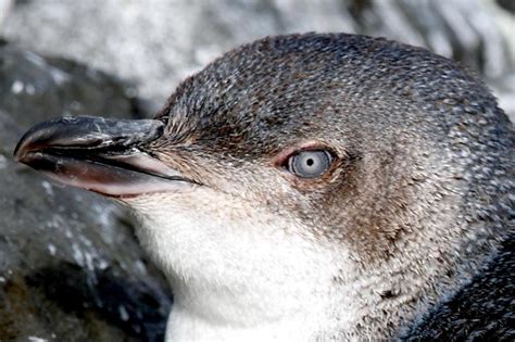 White-flippered Penguin – "OCEAN TREASURES" Memorial Library