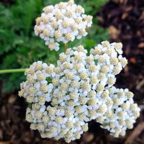 Native Pollinator Plants - FRIENDS OF GLADSTONE NATURE PARK