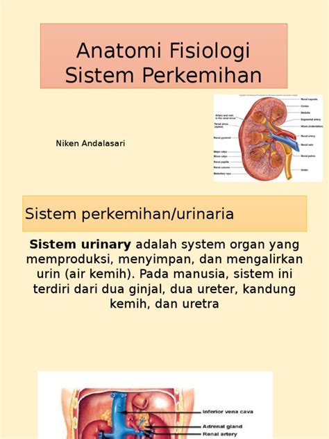 Anatomi Fisiologi Sistem Perkemihan Pdf Id