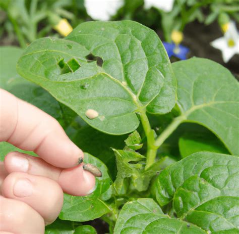 How To Control Pests In Your Garden Naturally Your House Your Garden