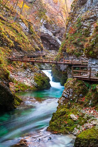 Ngarai Vintgar Gorge Yang Terkenal Dan Dicintai Dengan Jalur Kayu Dalam