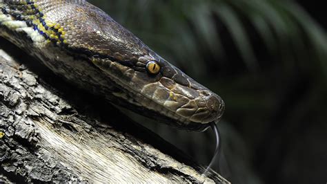 Brown and yellow snake, animals, snake, reptiles, python HD wallpaper ...