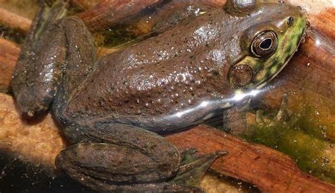 bullfrog « Inhabitat – Green Design, Innovation, Architecture, Green ...