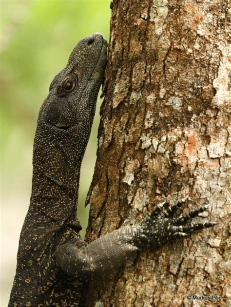 Crocodile Monitor Climbing A Tree At The Varirata National Park East