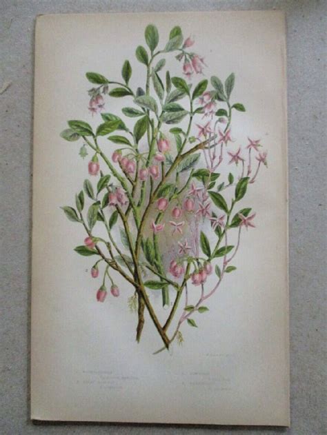 Vtg Print Whortleberry 1890 Plants Botany Anne Pratt Ebay