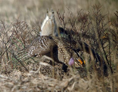 Sharp Tailed Grouse Laura Erickson Flickr