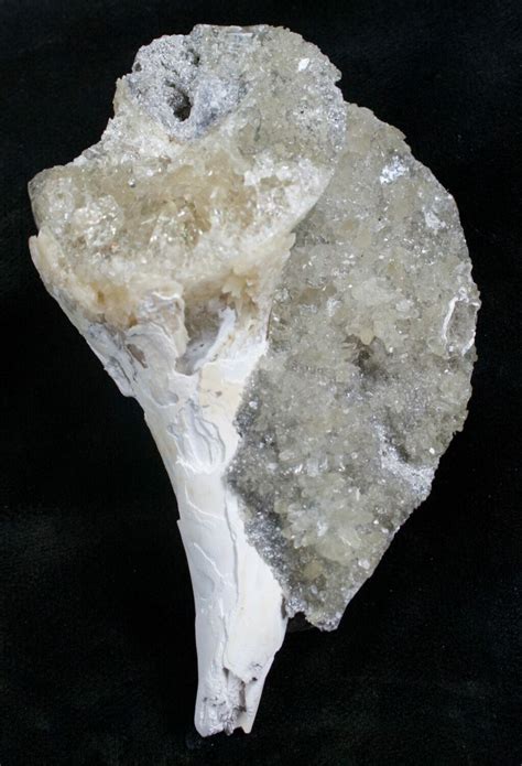 Partial Fossil Whelk With Golden Calcite Crystals (#7859) For Sale ...