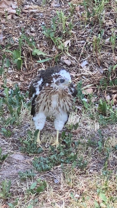 ornithology - Bird identification - hawk - Biology Stack Exchange