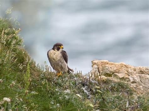 How Big Are Peregrine Falcons? (Wingspan + Size) | Birdfact