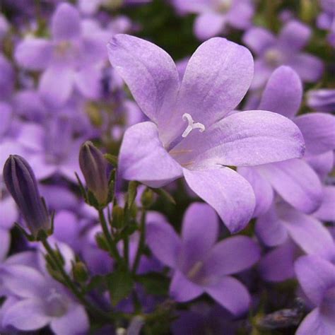 Campanula Portenschlagiana Birch Hybrid Teppich Glockenblume