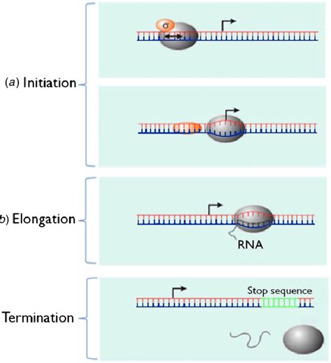 The Transcription Cycle Of E Coli RNAP The RNAP Is Shown As The Grey