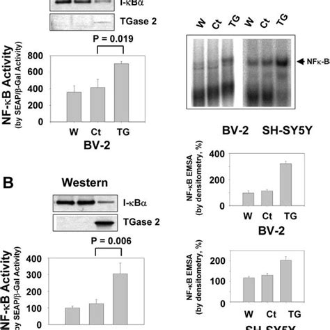 The Induction Of Tgase In Lps Induced Bv Microglia A After H