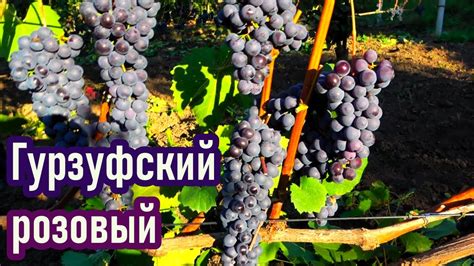 Виноград ГУРЗУФСКИЙ РОЗОВЫЙ: достоинства и недостатки /сахаристость на ...