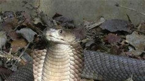 Cobra Bites 8-year-old Chhattisgarh Boy, Boy Bites it Back, Snake Dies ...