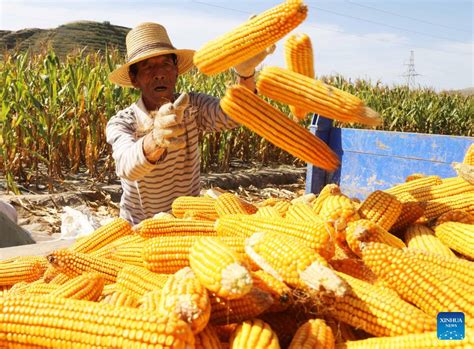 In pics farmers across China embrace autumn harvest 新华报业网