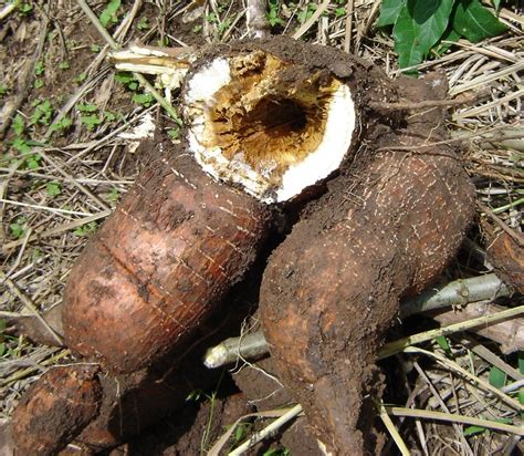 Tapioca Root