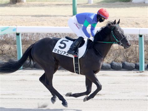 【マミリアス】3月14日中山3r 3歳未勝利戦（ダ1800m）出走へ 徒然なる回遊記〜競馬備忘録〜