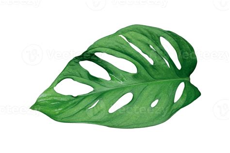 Monstera Leaves Isolated On Transparent Background Png File 18742947 Png