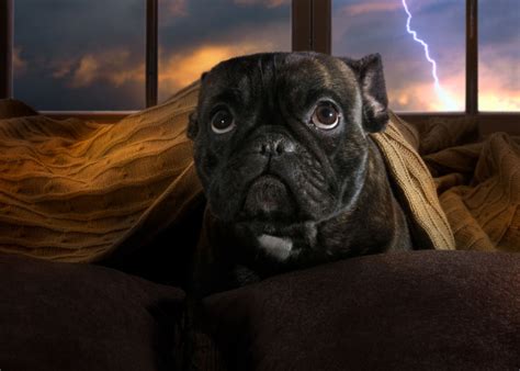how to make dogs not scared of thunder