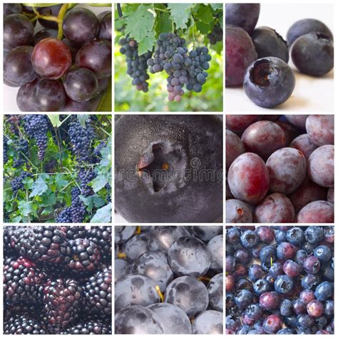 Blue fruit stock image. Image of dark, bright, choice - 14978727