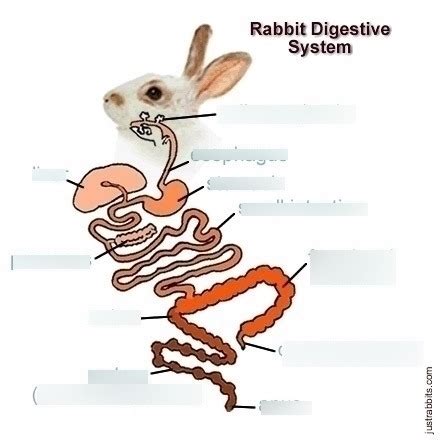 Rabbit digestive system Diagram | Quizlet