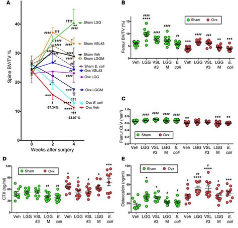 JCI Sex Steroid Deficiencyassociated Bone Loss Is Microbiota Dependent And Prevented By