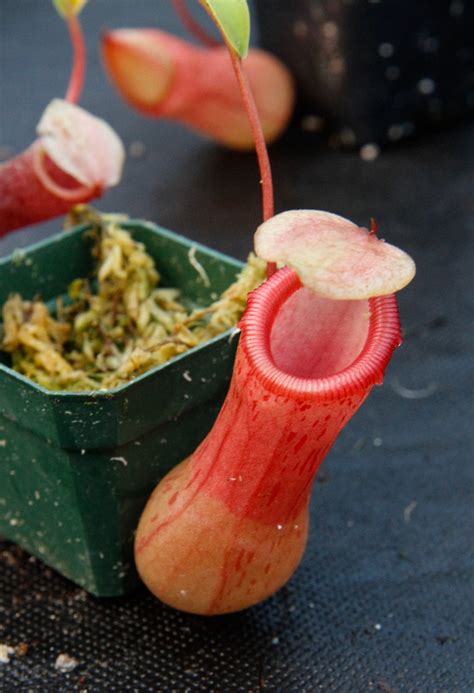 Nepenthes Ventricosa Red Carnivero