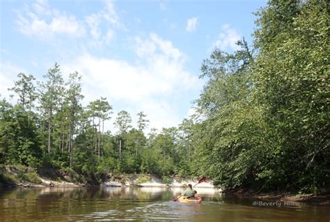 Kayaking On Turkey Hen Creek And Shoal River Northwest Florida Outdoor