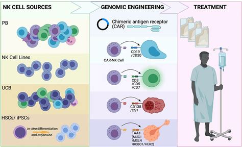 Car‐nk Cells The Next Wave Of Cellular Therapy For Cancer Daher 2021 Clinical