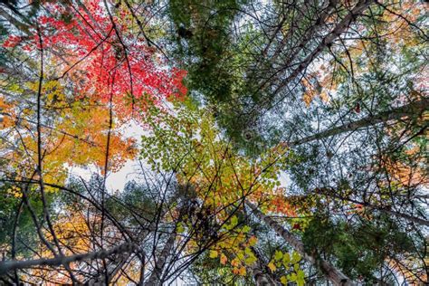 Autumn Season in Canada, Fall Colors in Canada, Forest Fall Colors ...