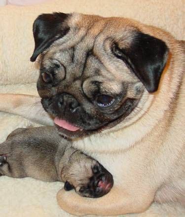 Mother and her pug baby – Artofit