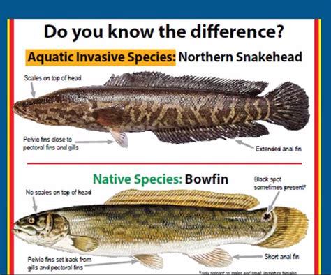 Pfbc Invasive Northern Snakehead Fish In Upper Delaware