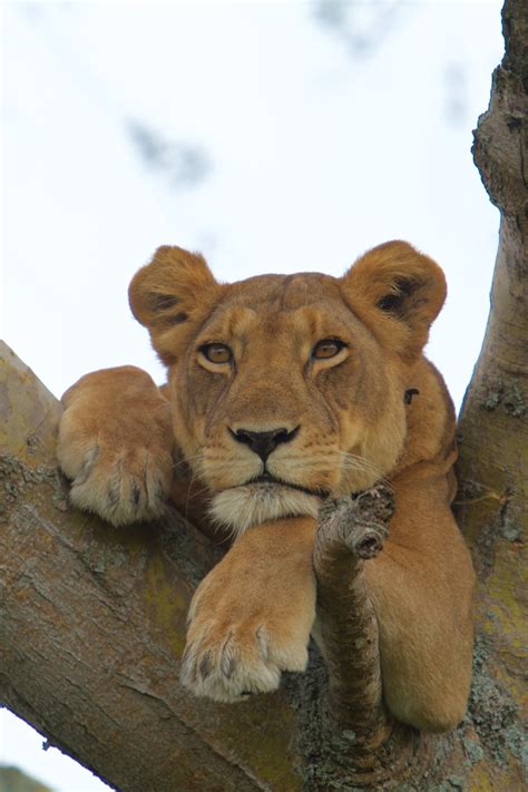 Paul Kirui Safari Blog Queen Elizabeth Ishasha Sector And The Tree