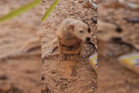 Pol Cia Resgata Cachorra Parapl Gica Que Sofria Maus Tratos No Df