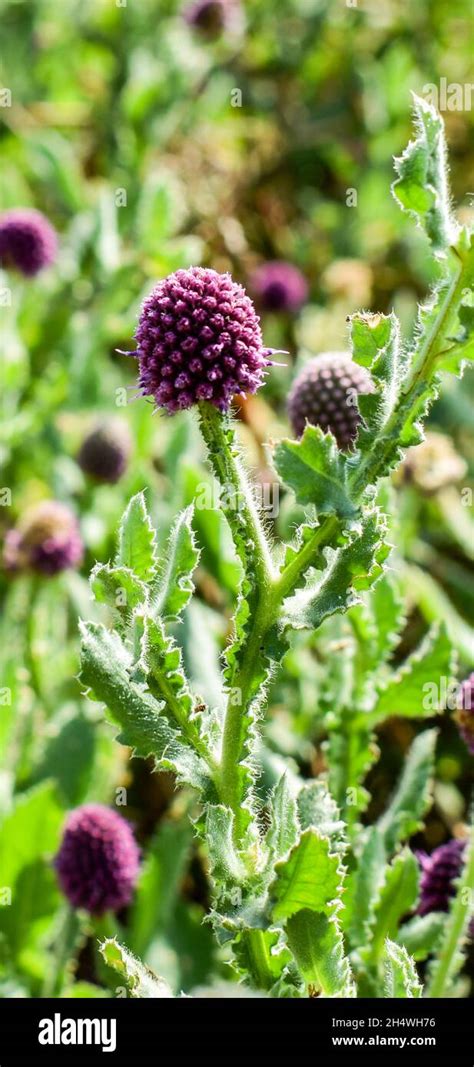 The East Indian Globe Thistle Hi Res Stock Photography And Images Alamy