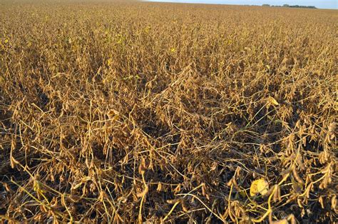 Нові аграрні технології.: Соя - выращивание и уборка.
