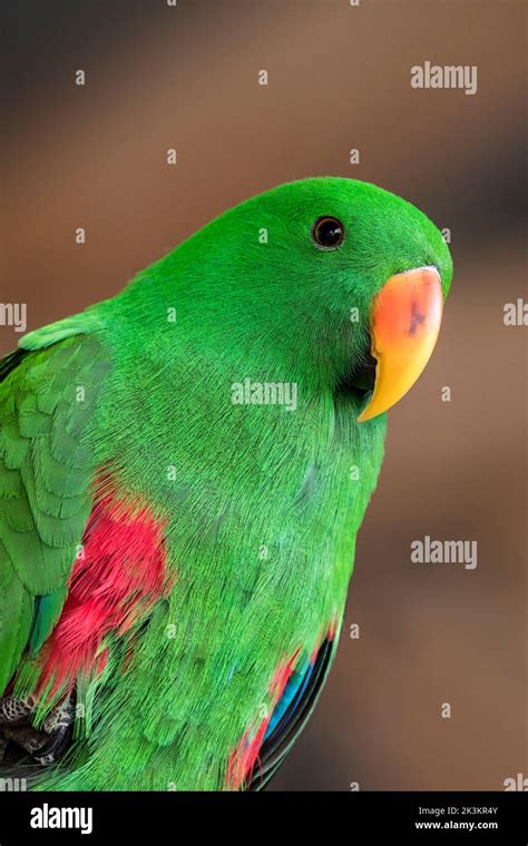 Eclectus Parrot Eclectus Roratus Close Up Portrait Of Male Native To