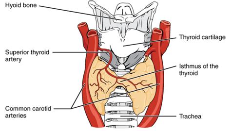 Thyroid Gland Physiopedia