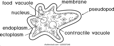 Coloring Page Amoeba Proteus Nucleus Contractile เวกเตอร์สต็อก ปลอดค่าลิขสิทธิ์ 1105357148