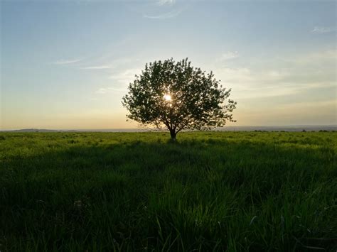 Banco De Imagens Panorama Rvore Natureza Horizonte P Ntano