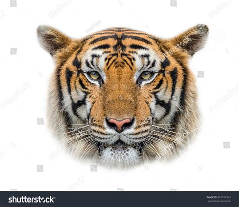 Tiger Face Isolated On White Background Stock Photo 447196303