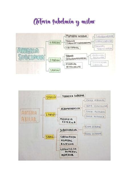 Arteria Subclavia Y Axilar Udocz