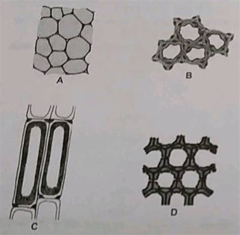 Chlorenchyma, Arenchyma and storage tissue - Even though these three ...